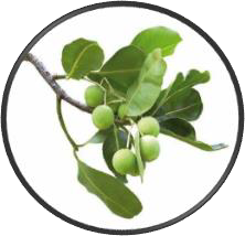 CALOPHYLLE